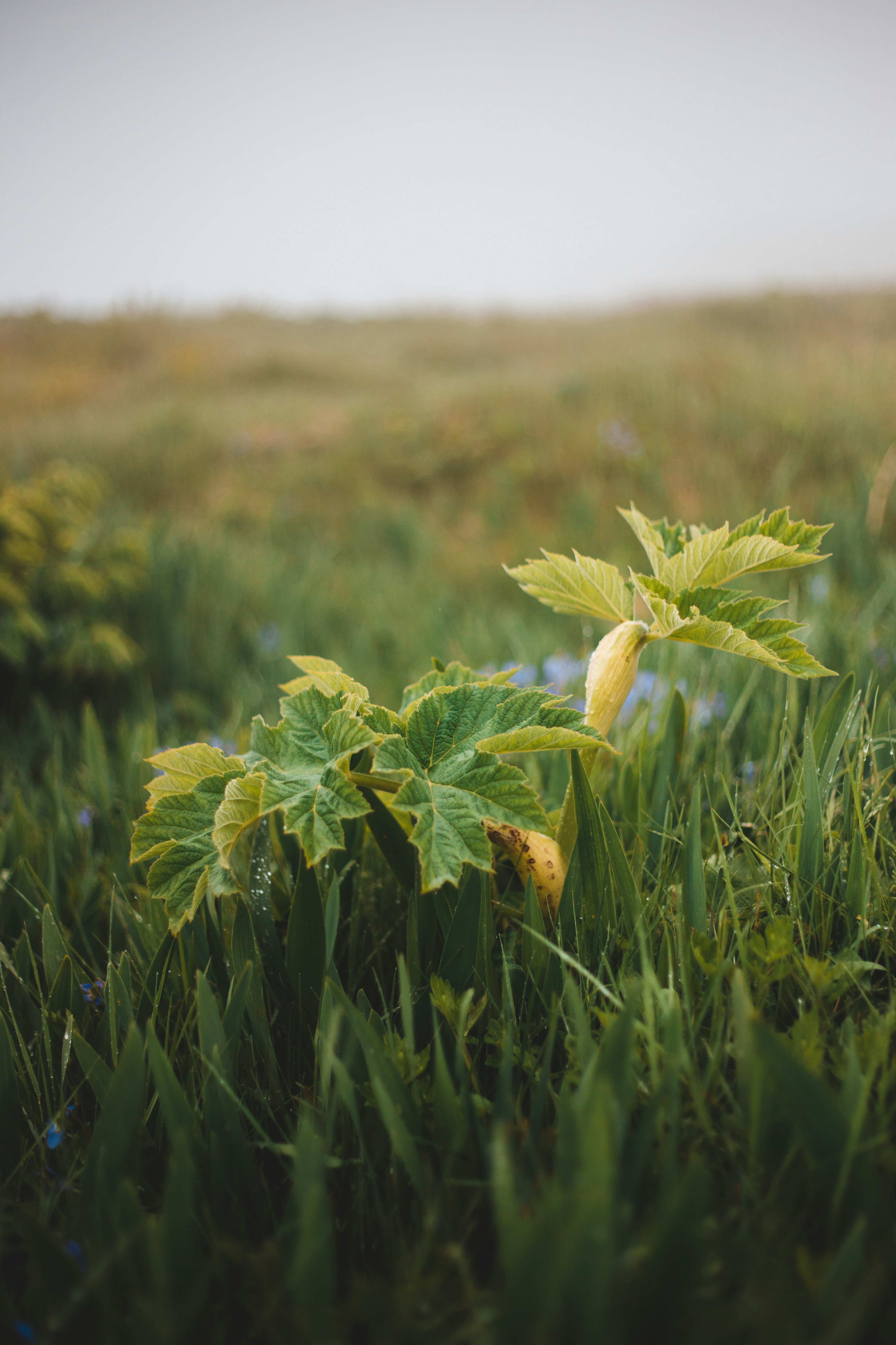 green leaf plant on green grass field during daytime